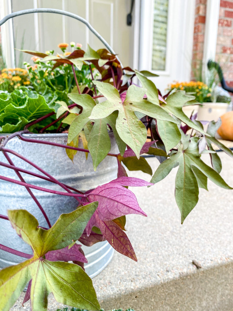 Fall Porch Pot with Sweet Potato Vine and Ornamental Cabbage - Midwest Life and Style Blog