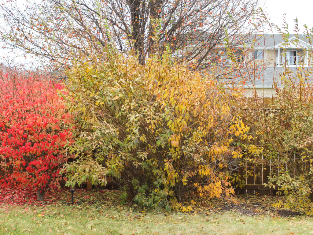 Fall Yard Clean Up with RYOBI - Midwest Life and Style Blog