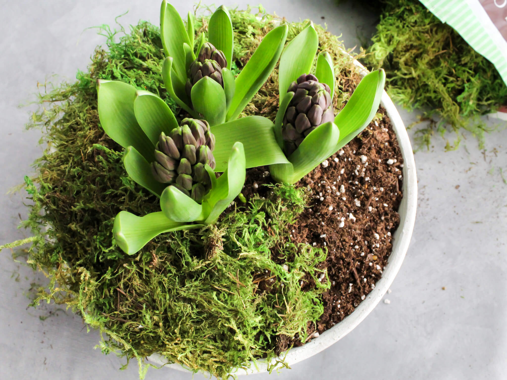 Adding moss to the top of the soil for an aged terra cotta flowr pot