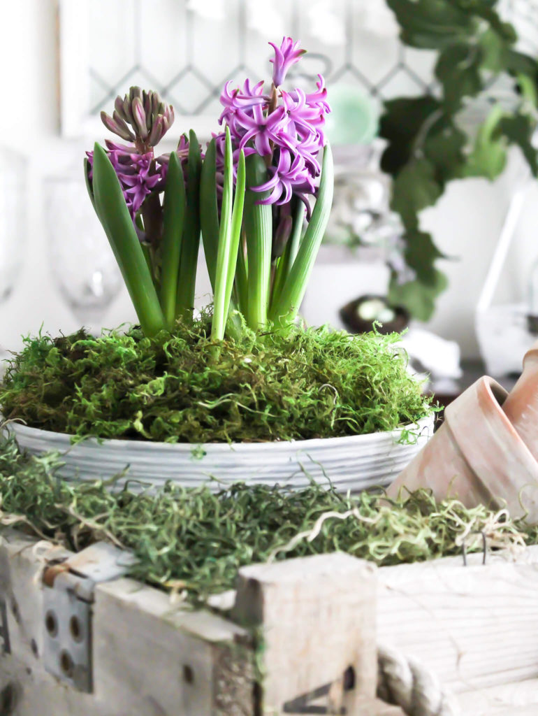 Aged Spring Planter with Purple Hyacinth - Midwest Life and Style Blog