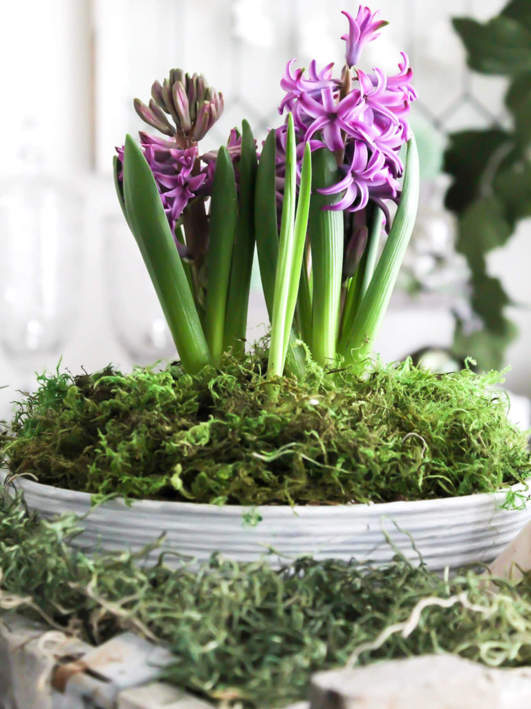 DIY Spring Planter with Purple Hyacinth - Midwest Life and STyle Blog