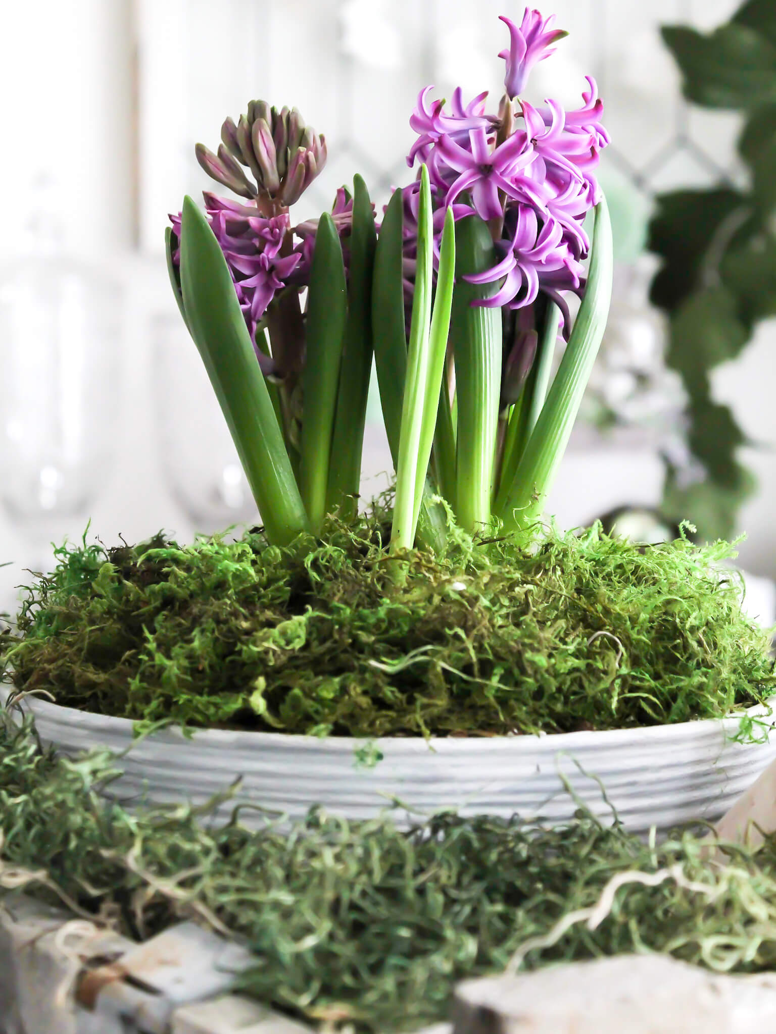 Close up view of blooming purple hyacinth bulbs potted in an aged terra cotta pot