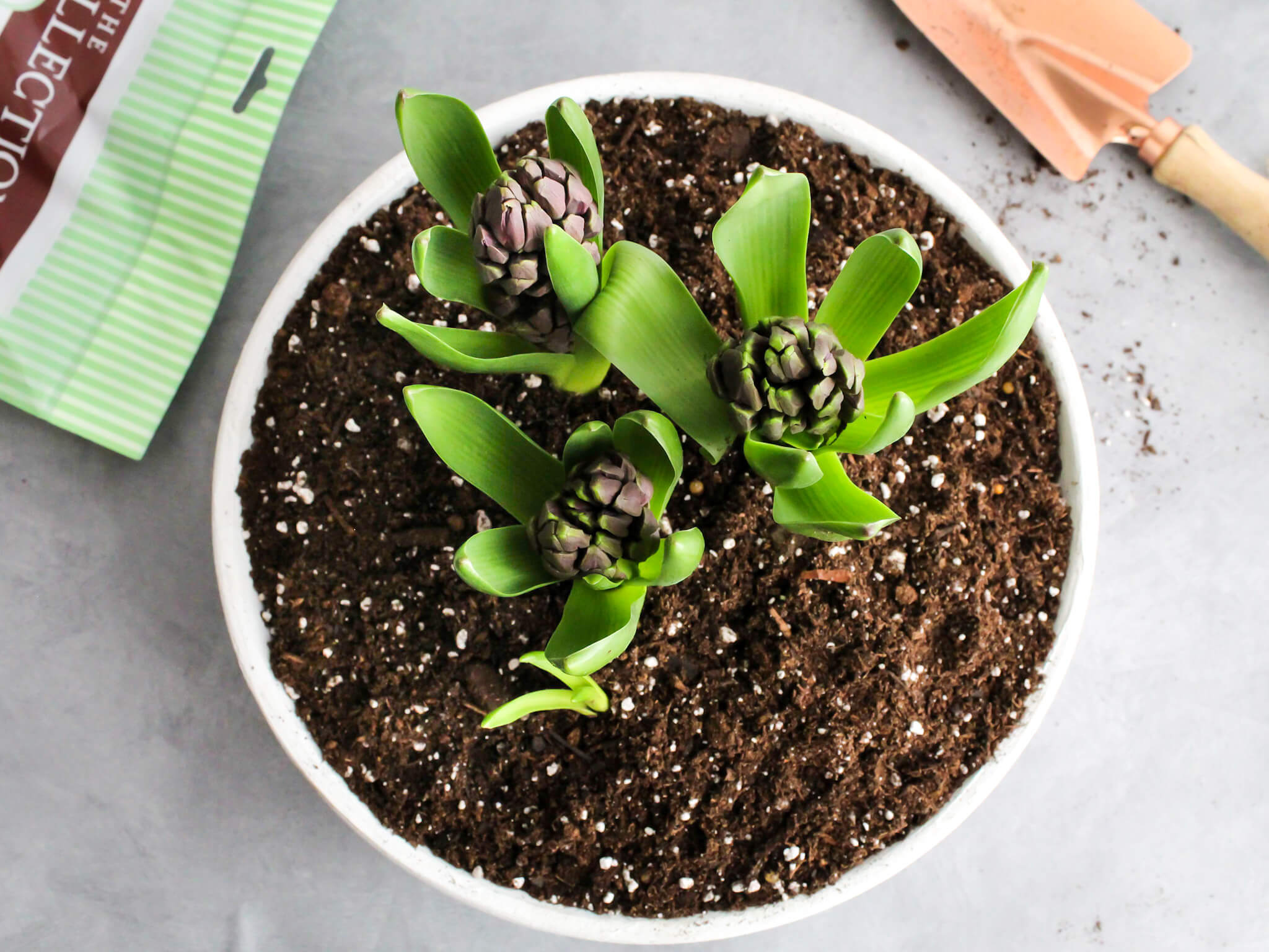 Planting spring bulbs in the finished aged terra cotta pot