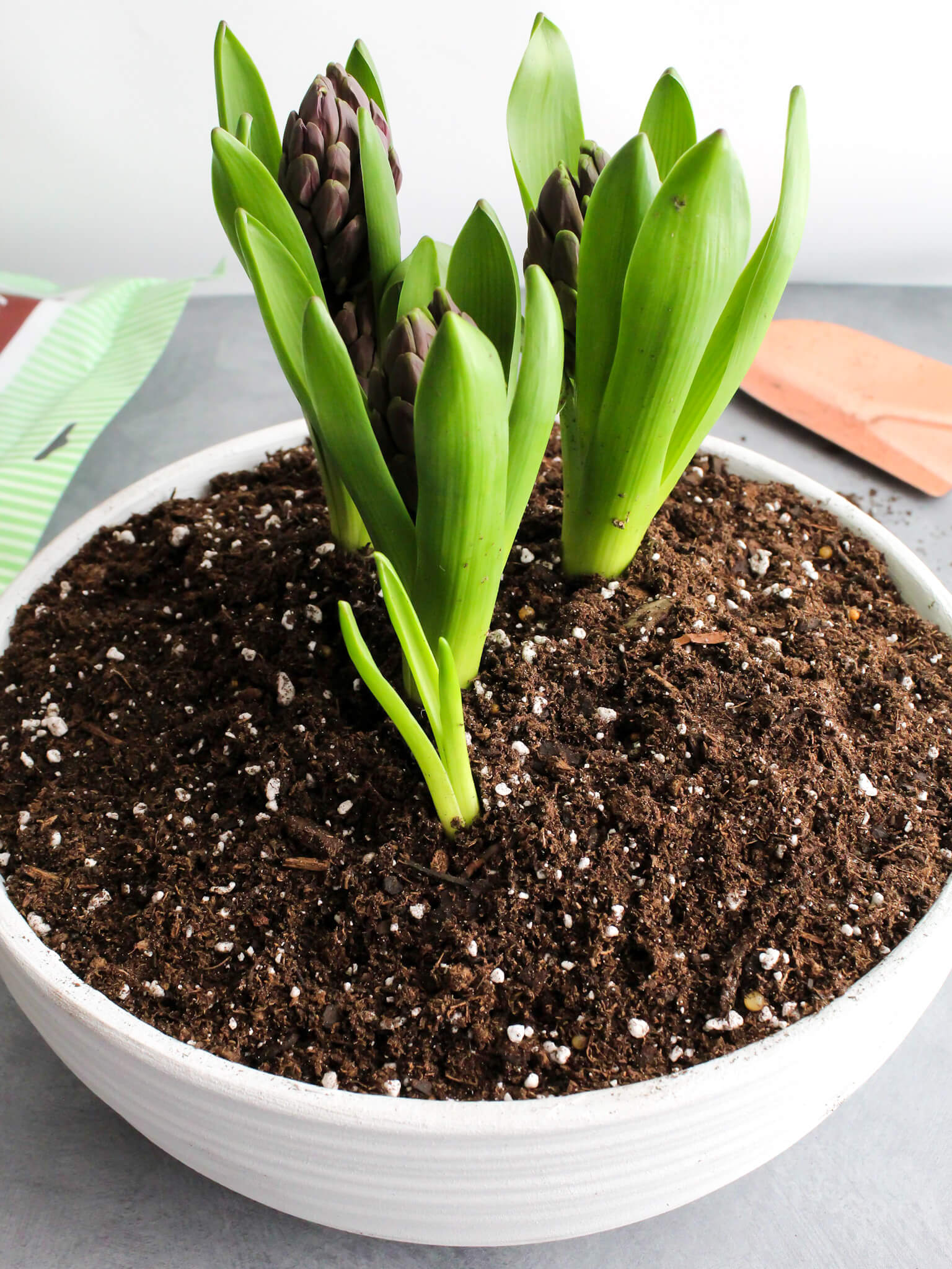 Close up view of purple hyacnith bulbs planted in a faux weathered planter aged with paint and baking soda