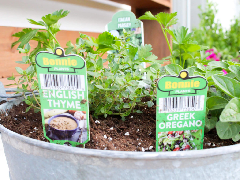 How To Start A Patio Container Herb Garden - Midwest Life and Style Blog