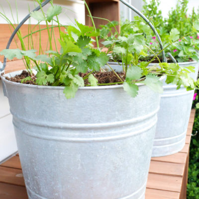 How To Start A Patio Container Herb Garden