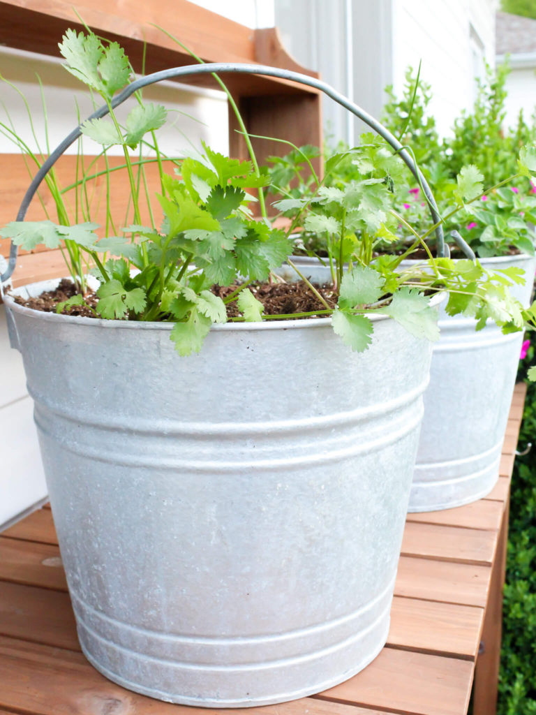 How To Start A Patio Container Herb Garden - Midwest Life and Style Blog