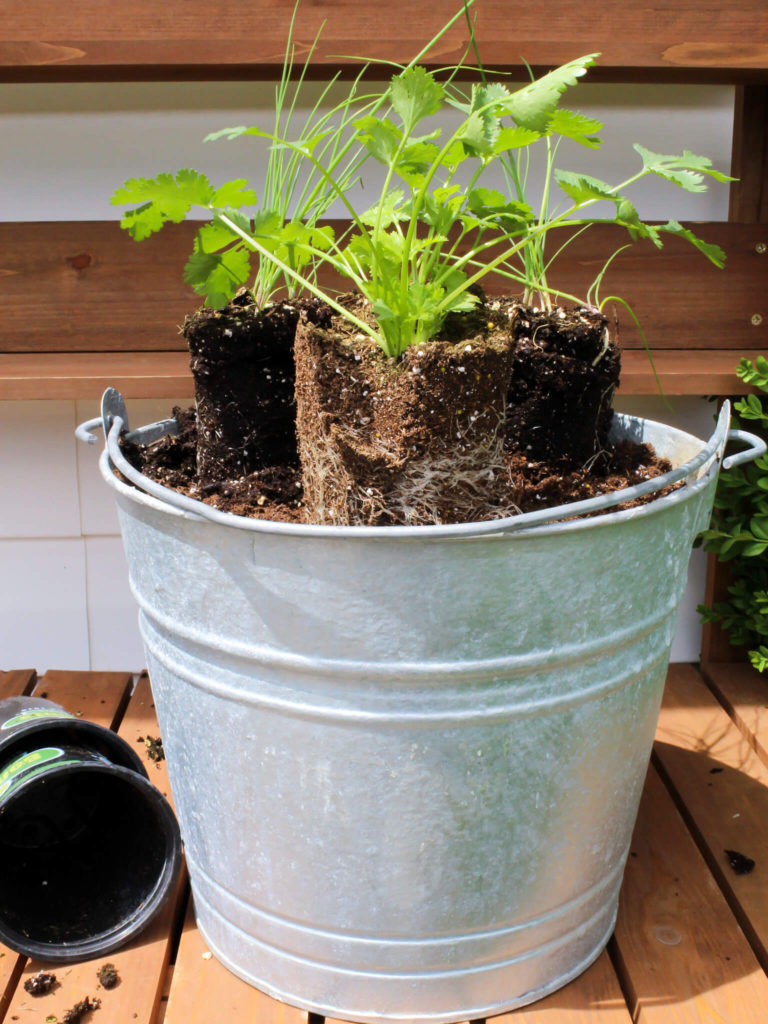 How To Start A Patio Container Herb Garden - Midwest Life and Style Blog