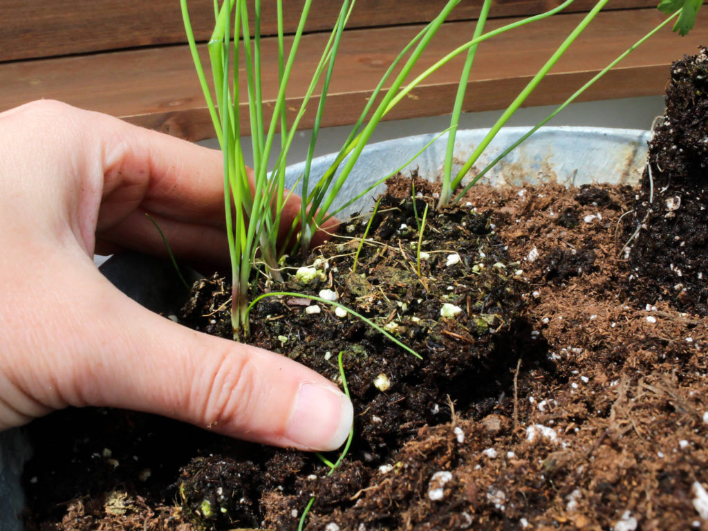 How To Start A Patio Container Herb Garden - Midwest Life and Style Blog