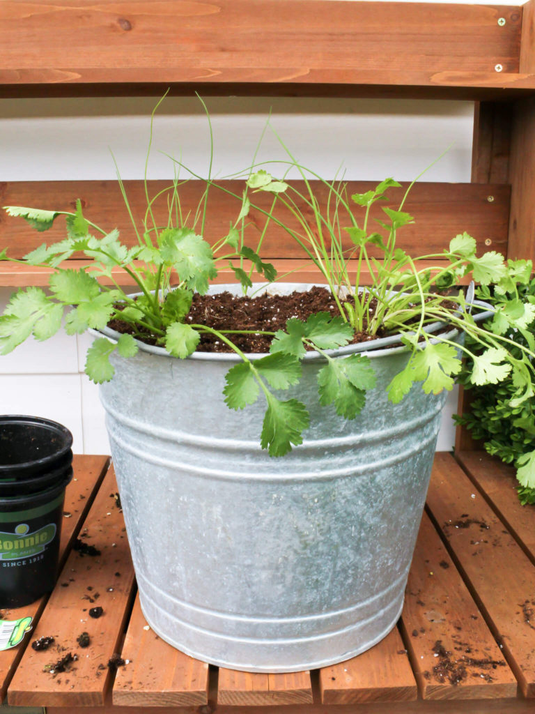 How To Start A Patio Container Herb Garden - Midwest Life and Style Blog