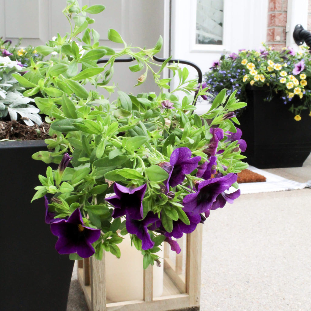 Vining Petunias - Midwest Life and Style Blog