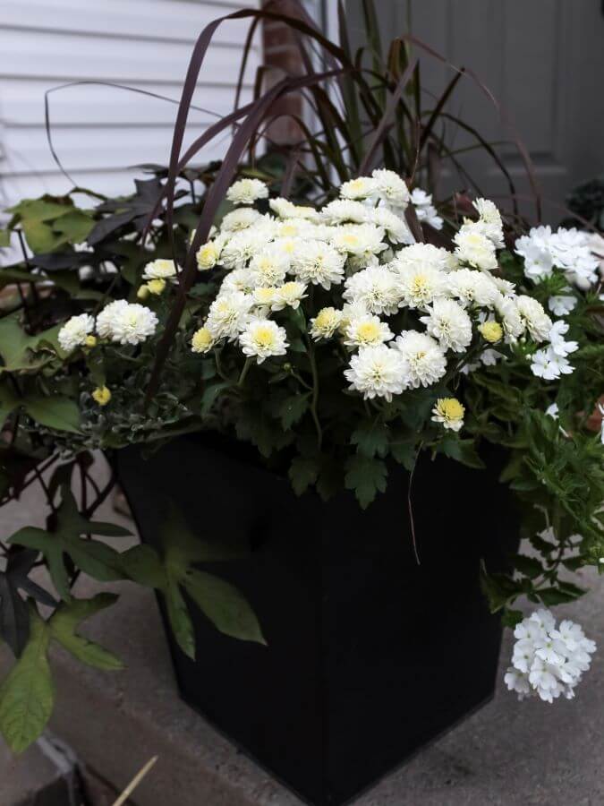 White mums in planter on porch for falll - Midwest Life and Style Blog