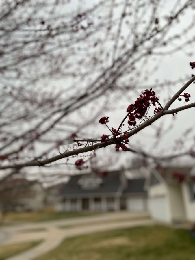 Budding Trees in Spring - Week in Rewind with Midwest Life and STyle