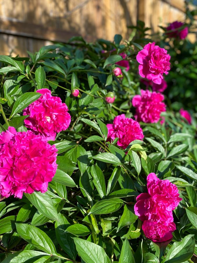 Dark Pink Peonies - Week in Rewind with Midwest Life and Style