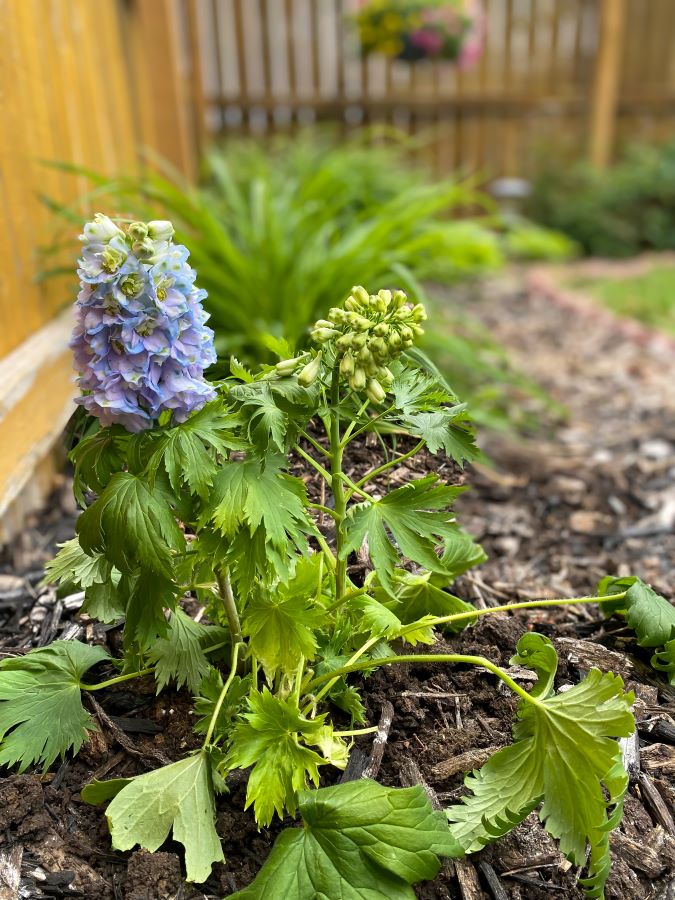 Delphimium plant in sunny flower bed - Week in Rewind with Midwest Life and Style