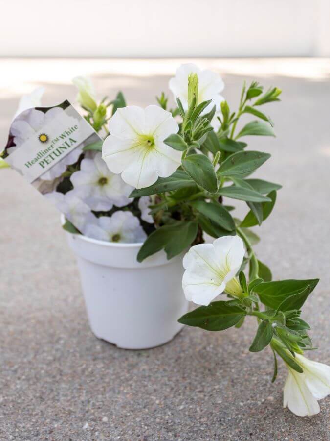 Filler - Petunia for Container Garden Planting - Midwest Life and Style Blog