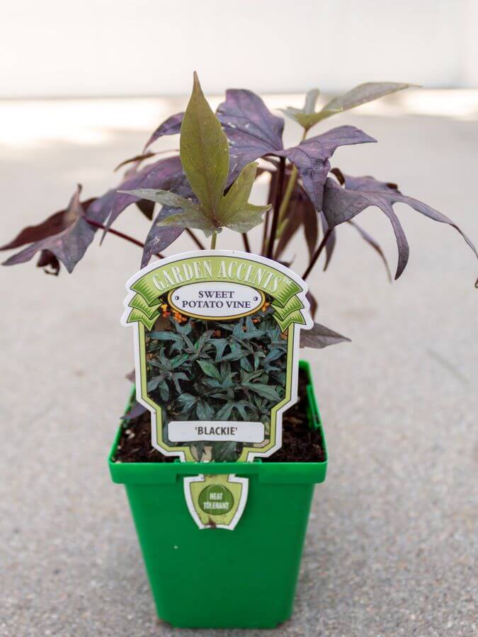 Spiller - Black Sweet Potato Vine for Container Garden Planting - Midwest Life and Style Blog