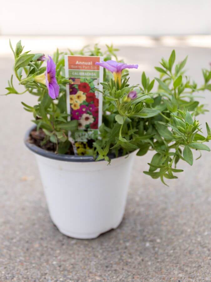 Spiller - Calibrachoa for Container Garden Planting - Midwest Life and Style Blog