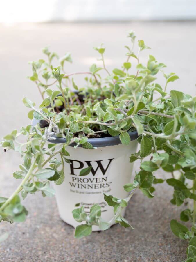 Spiller - Silver Mist for Container Garden Planting - Midwest Life and Style Blog