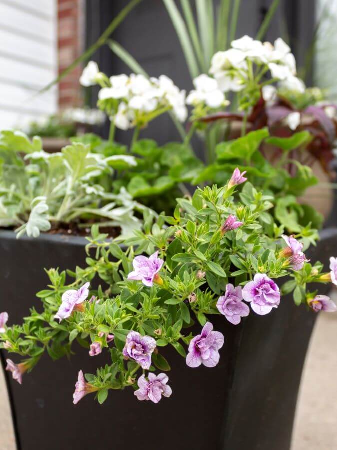 Purple and white flowers with lambs ear  in black planter on porch - Midwest Life and Style Blog