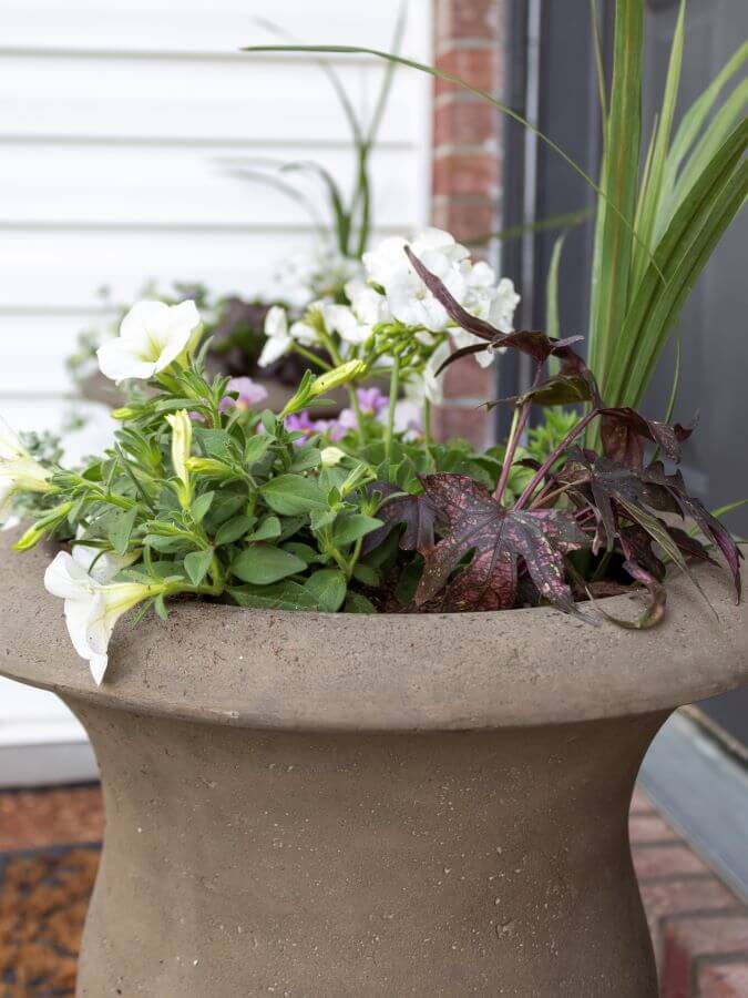 Spring Flower Planter in Urn with Petunias and Sweet Potato Vine - Midwest Life and Style Blog