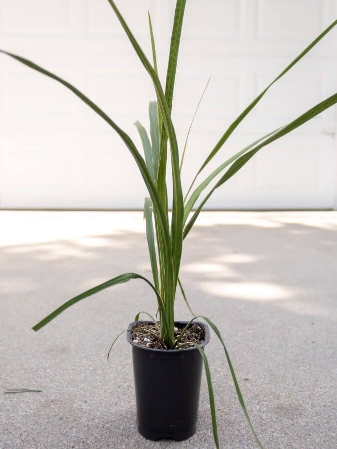 Thriller - Spike Plant for Container Garden Planting - Midwest Life and Style Blog