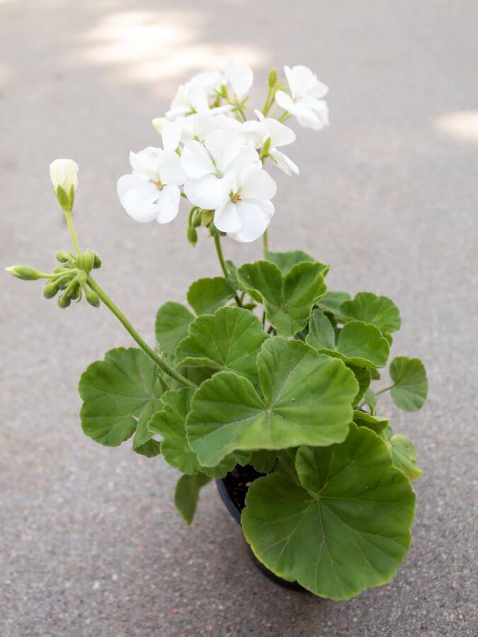 Filler - Geranium for Container Garden Planting - Midwest Life and Style Blog