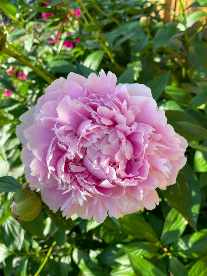 Light Pink Peonies - Week in Rewind with Midwest Life and Style