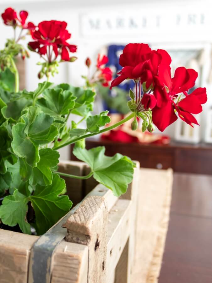 Close up View of Red Geranium Patriotic Centerpiece 