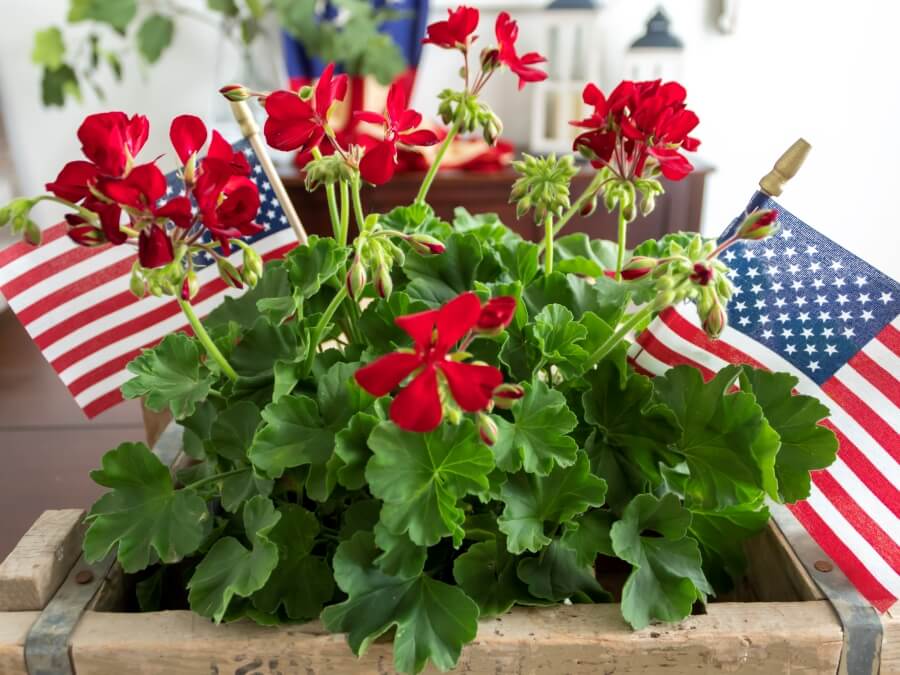 Close Up of 4th of July Centerpiece with Red Geraniums and American Flags