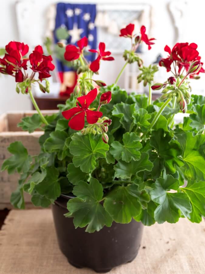 Potted Red Geraniums on a Dining Room Table