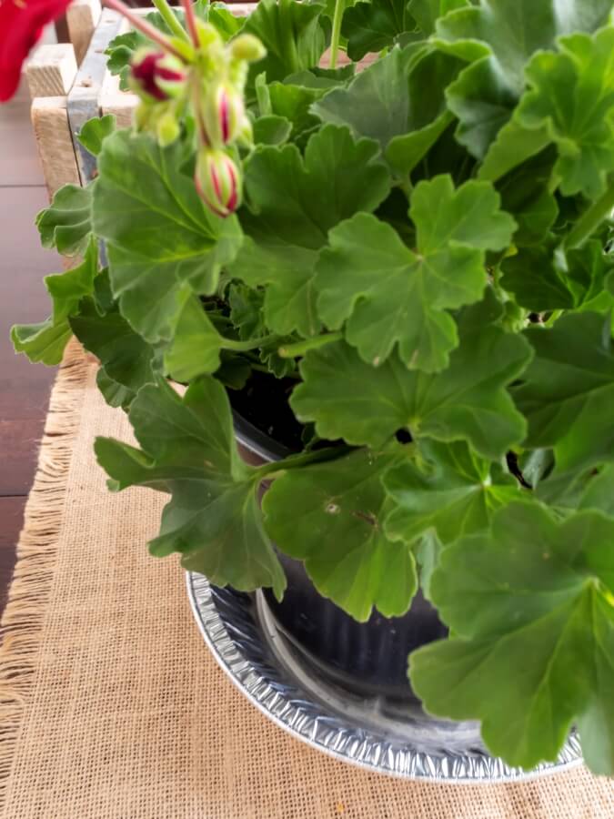 Disposable Pie Tin as Plant Saucer