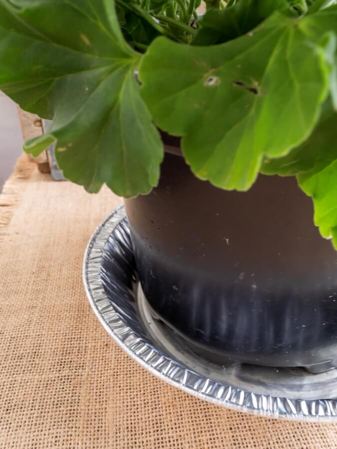 Disposable Pie Tin as Plant Saucer