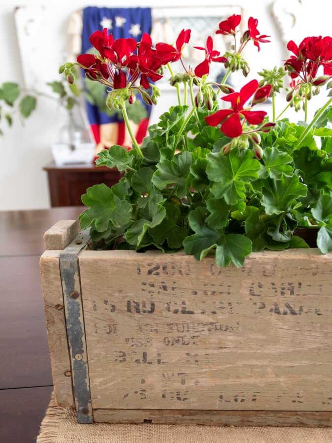 Red Geraniums Planted in Vintage Wood Crate 