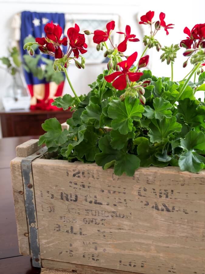 Patriotic Centerpiece with Red Geraniums in a Vintage Wood Crate Styled on a Dining Room Table for the 4th of July