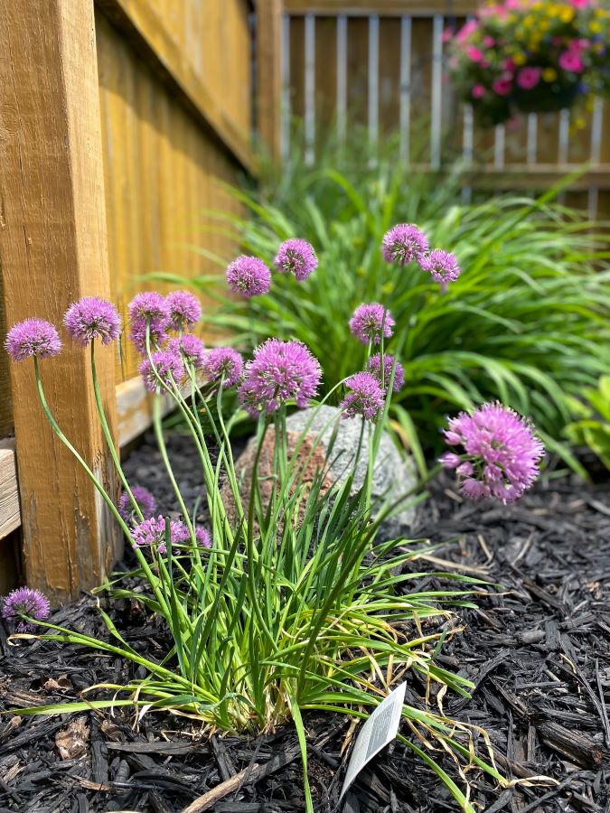 Purple Allium plant in flower garden  - Week in Rewind with Midwest Life and Style