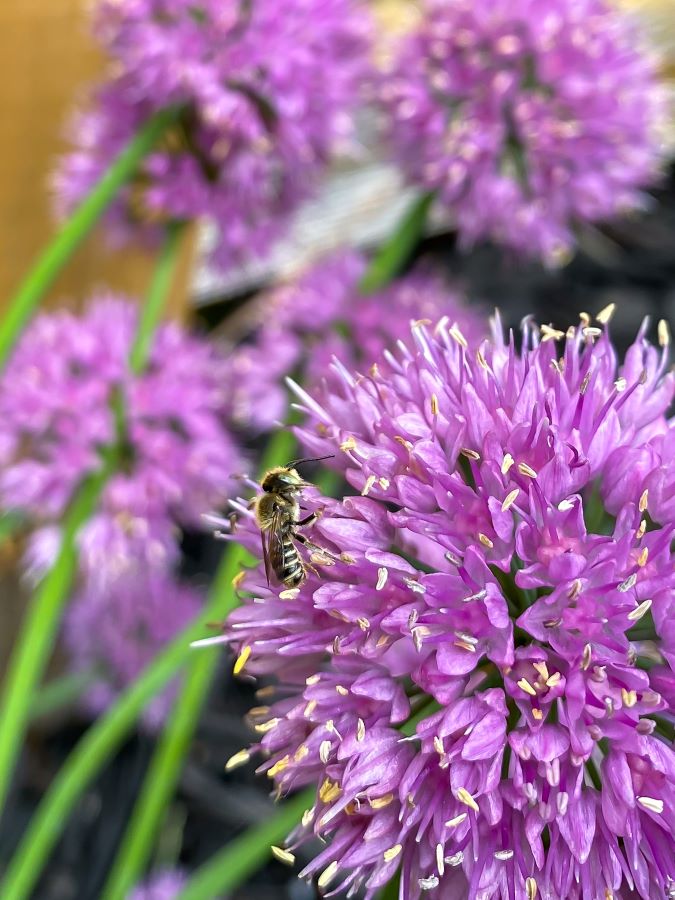 Bee on some Allium - Week in Rewind with Midwest Life and Style