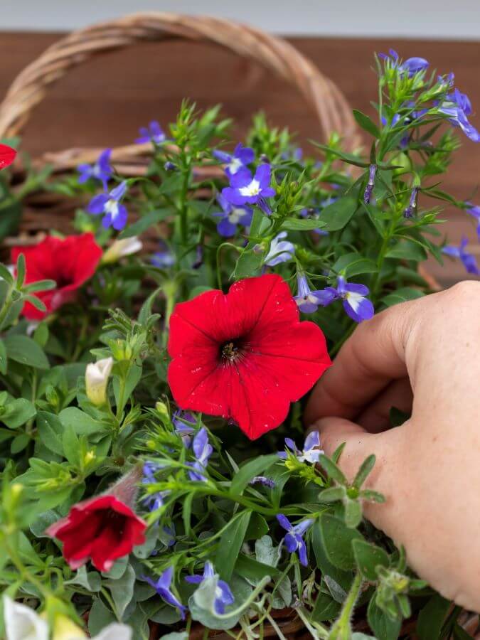 Summer Hanging Door Basket with Real Red, White, and Blue Flowers for the 4th of July