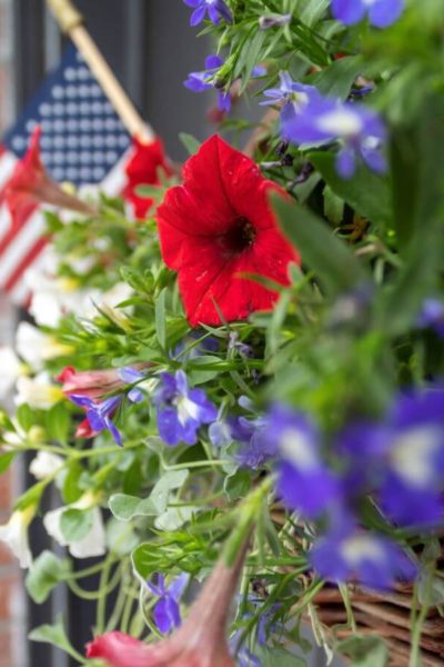 Close-Up View of Summer Hanging Door Basket for the 4th of July Filled with Real Red, White, and Blue Flowers