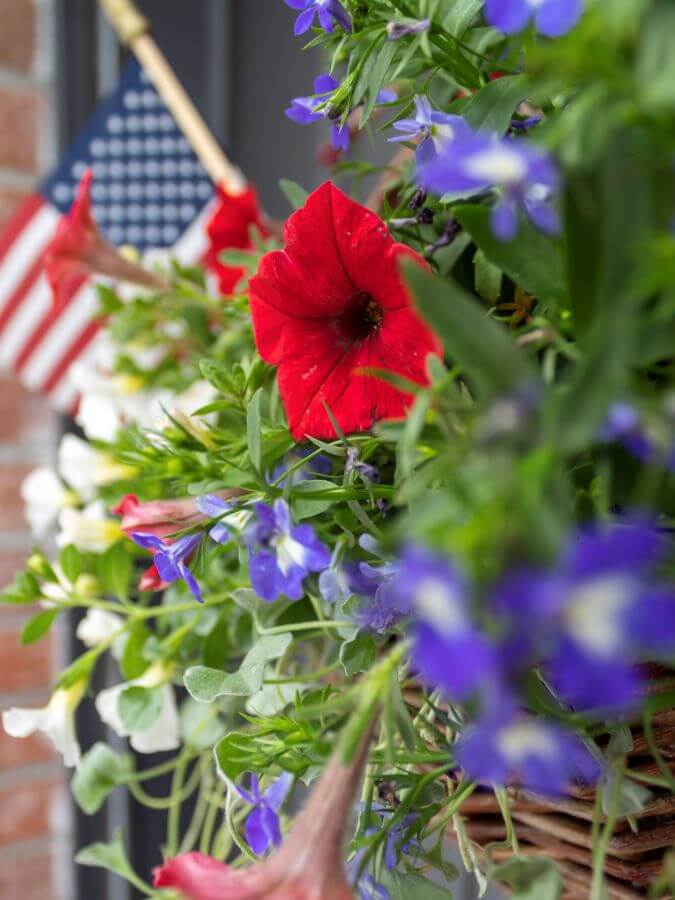 Close-Up View of Summer Hanging Door Basket for the 4th of July Filled with Real Red, White, and Blue Flowers