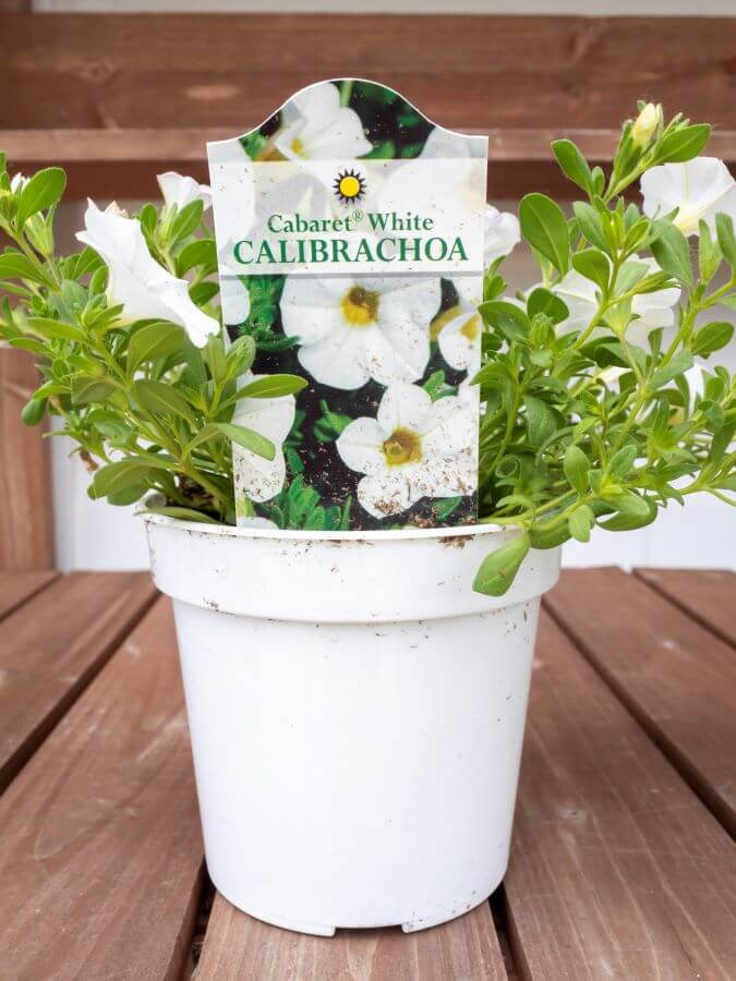 White Calibrachoa Summer Annual for Hanging Door Basket Decorations 