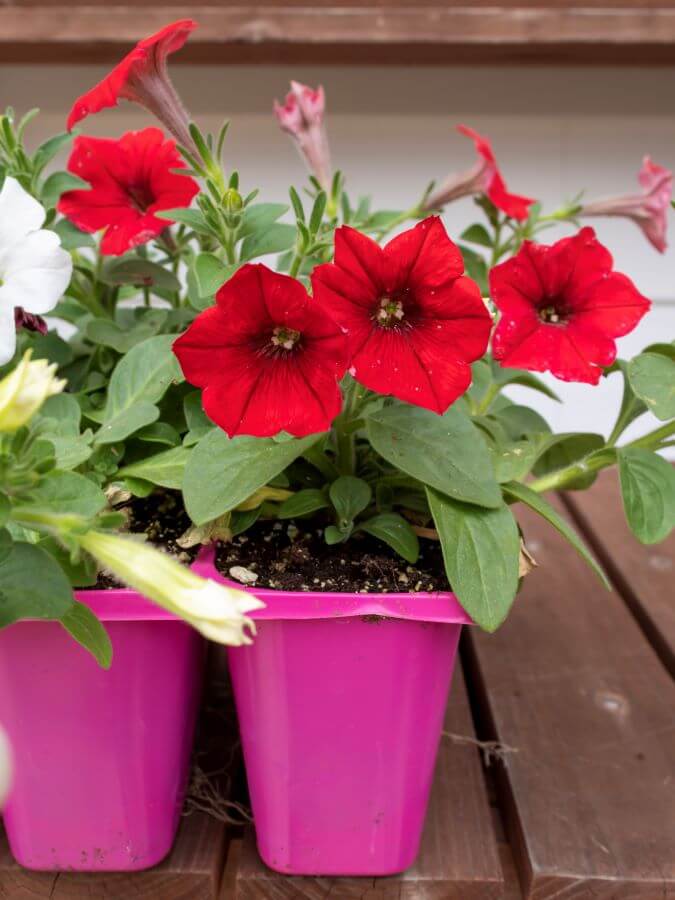 Red Wave Petunias Summer Annual for Hanging Door Basket Decorations