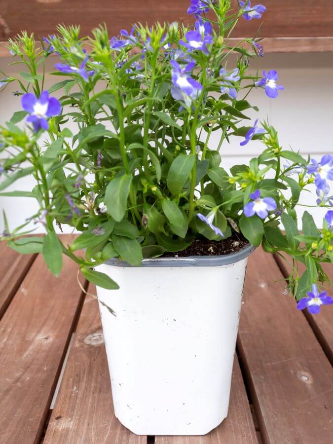 Blue Trailing Lobelia Summer Annual for Hanging Door Basket Decorations