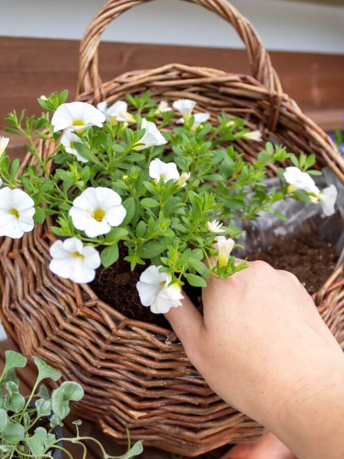 How To Create Patriotic Door Basket Decorations for Summer With Annuals 