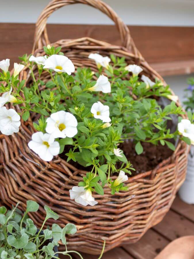 How To Create Patriotic Door Basket Decorations for Summer With Red, White and Blue Annuals 