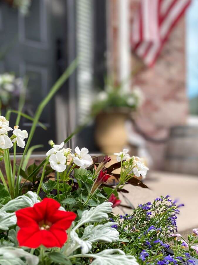 Red, White, and Blue Summer Annuals on the Porch - Midwest Life and Style Blog