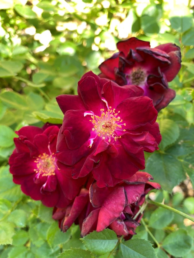 Red Rose Bushes - Week in Rewind with Midwest Life and Style