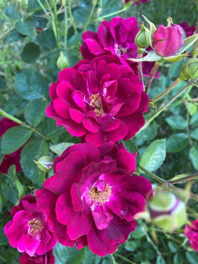 Dark Park Rose Bushes - Week in Rewind with Midwest Life and Style