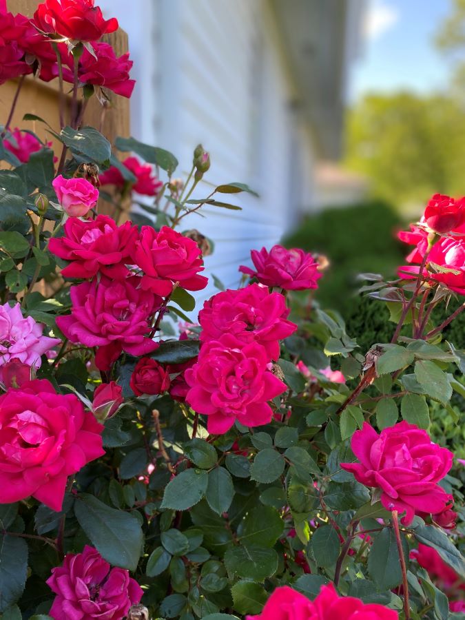 Pink Rose Bushes - Week in Rewind with Midwest Life and Style