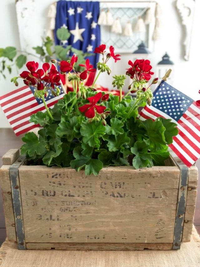 Patriotic 4th of July centerpiece with red geraniums